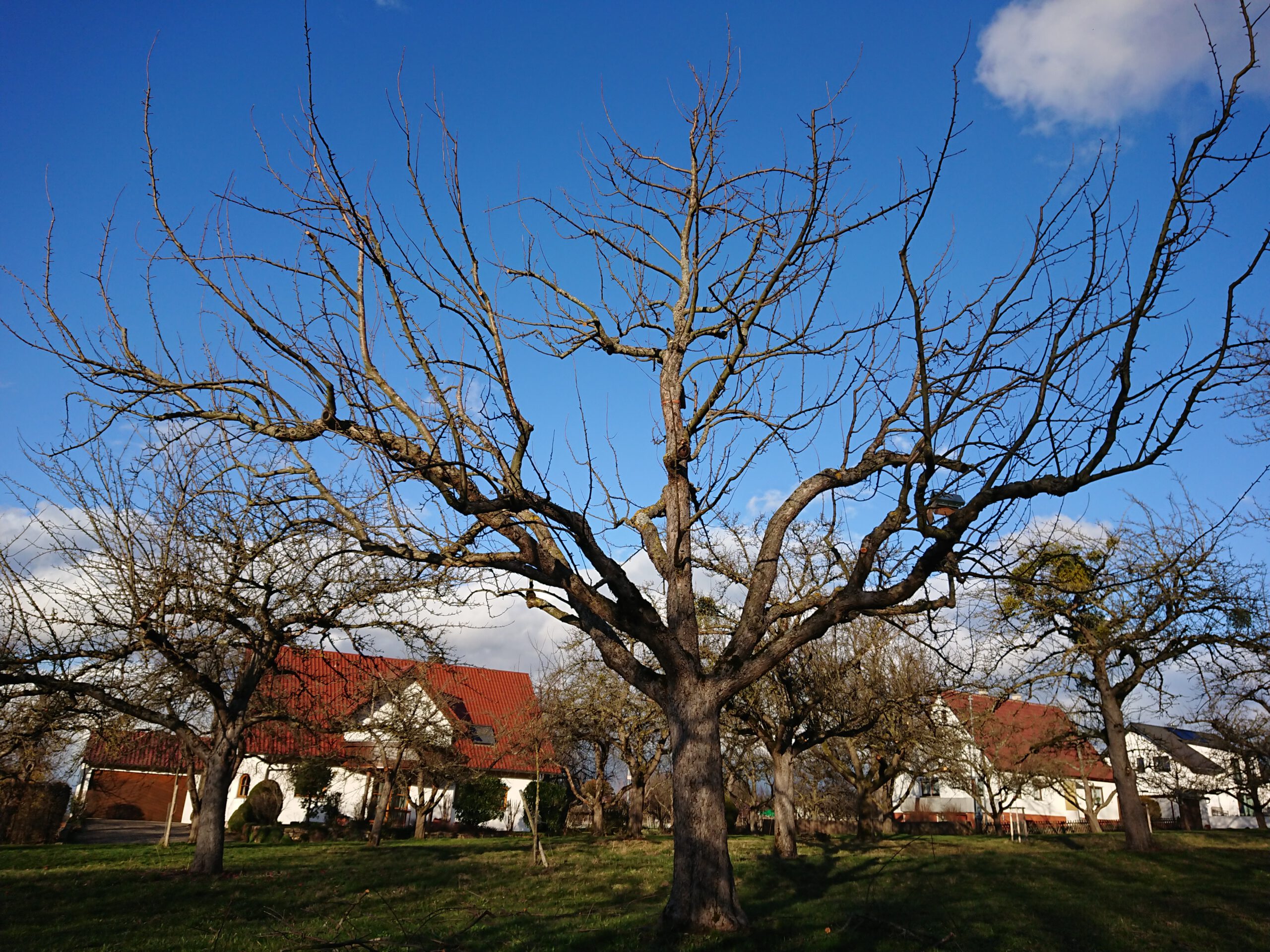 Oeschbergkrone Apfelbaum alt