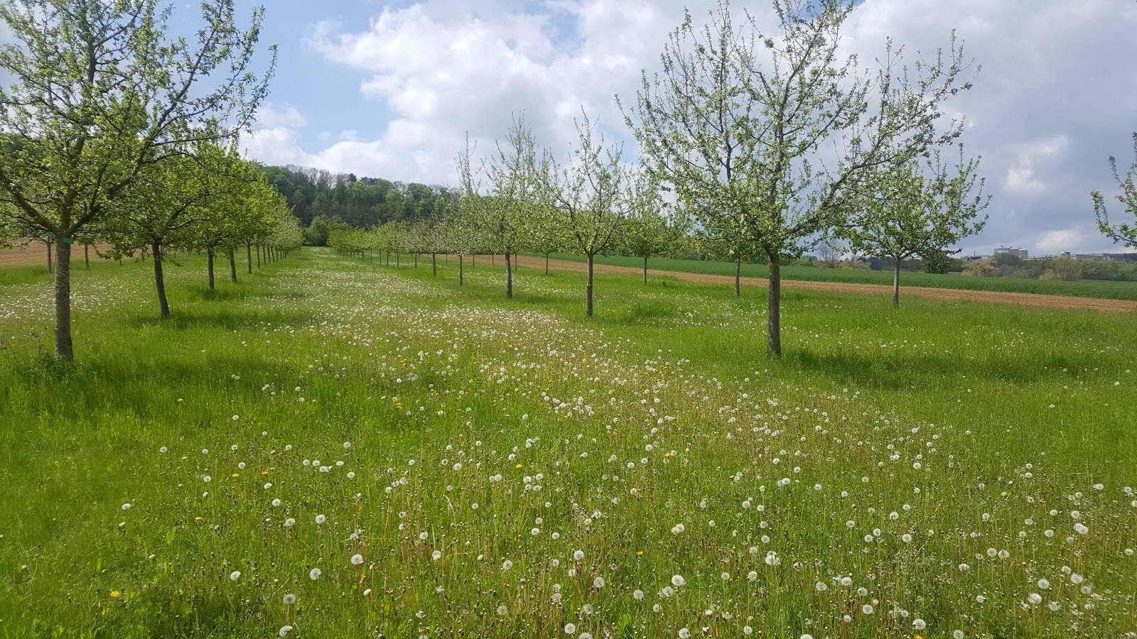 Streuobstwiese_Elkershausen